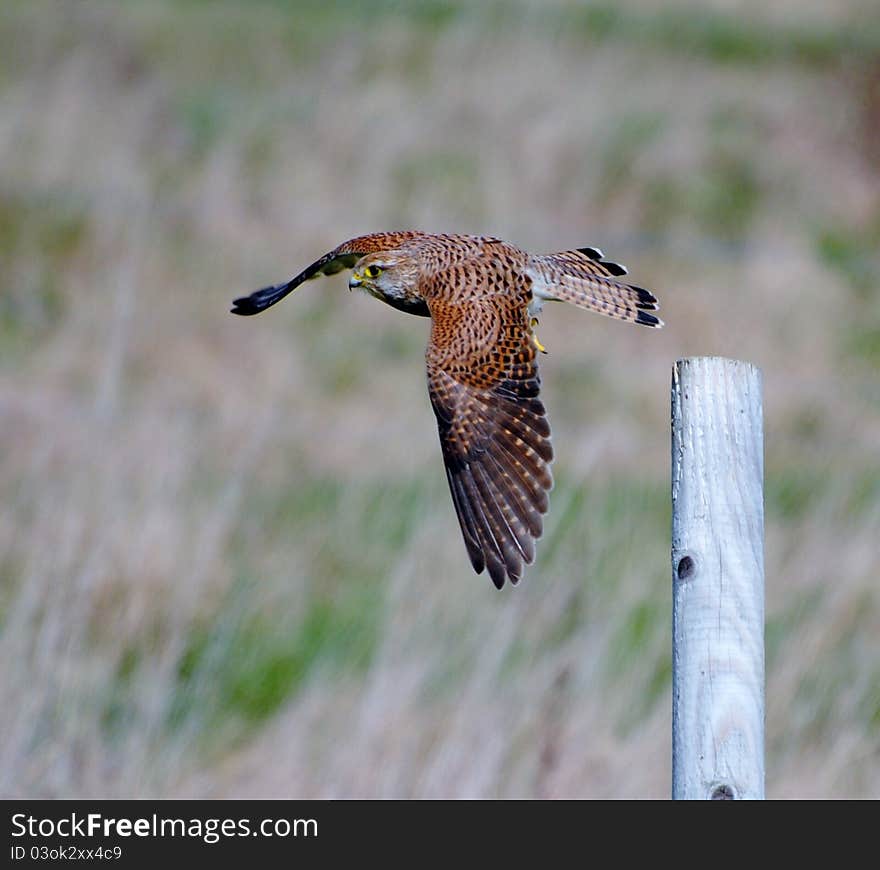 Kestrel in Flight