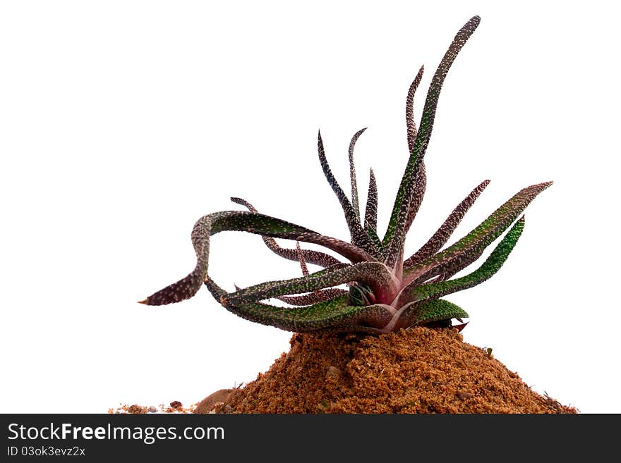 Cactus version in desert isolated on a white background