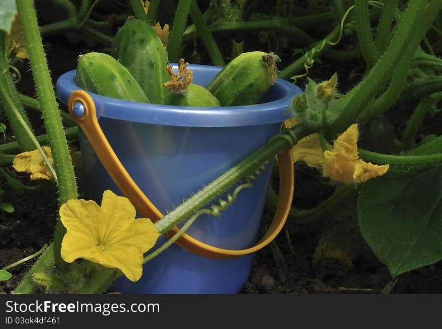 Cucumbers on a bed in a children's bucket