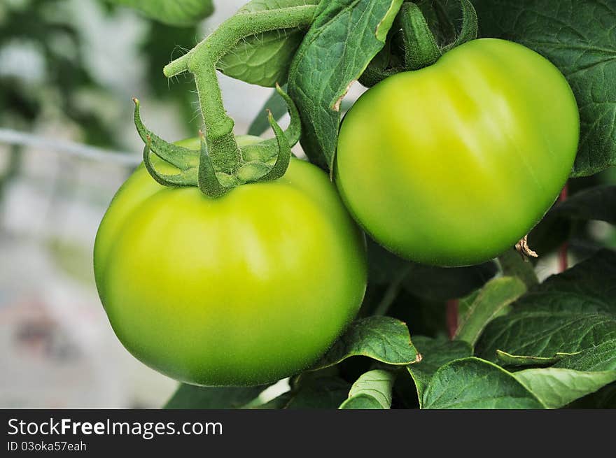 Close up of fresh green tomatoes still on the plan