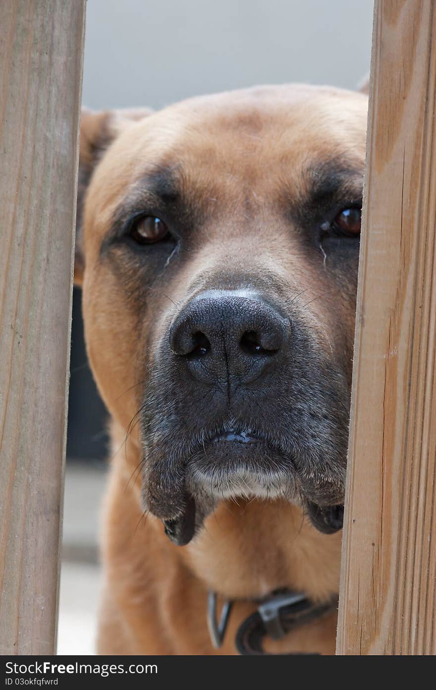 Dog keeping his house behind a fence