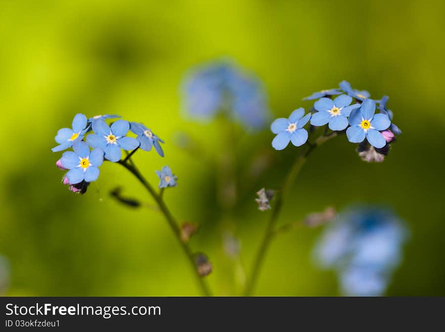 Blue forget-me-not macro in nature close up