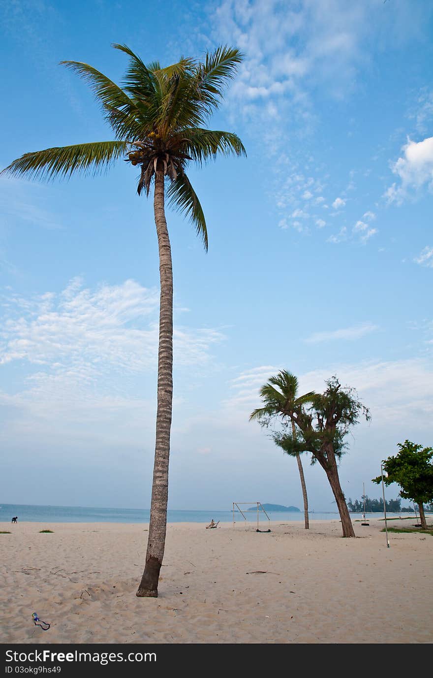 Coconut tree on beach