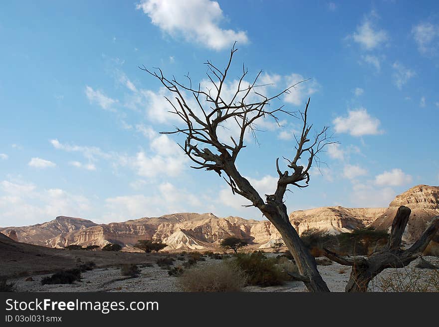 Dry tree in Negev Desert, Israel. Dry tree in Negev Desert, Israel.