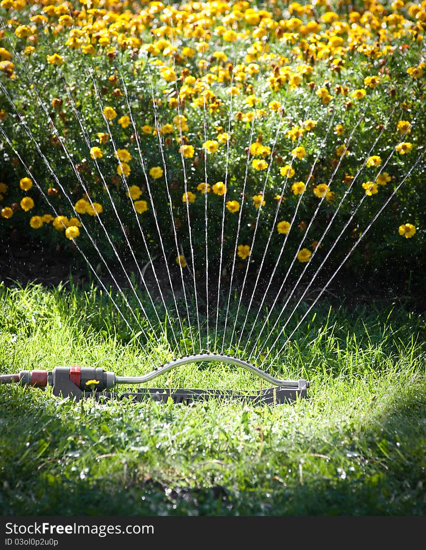 Watering flowers