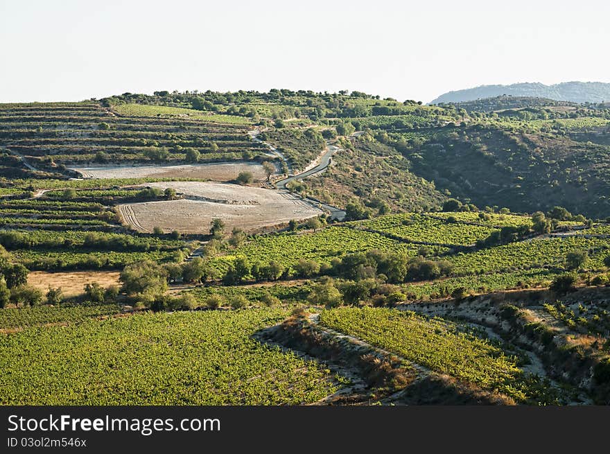 Green hills with small vineyards, empty field and road, hilltop view. Green hills with small vineyards, empty field and road, hilltop view