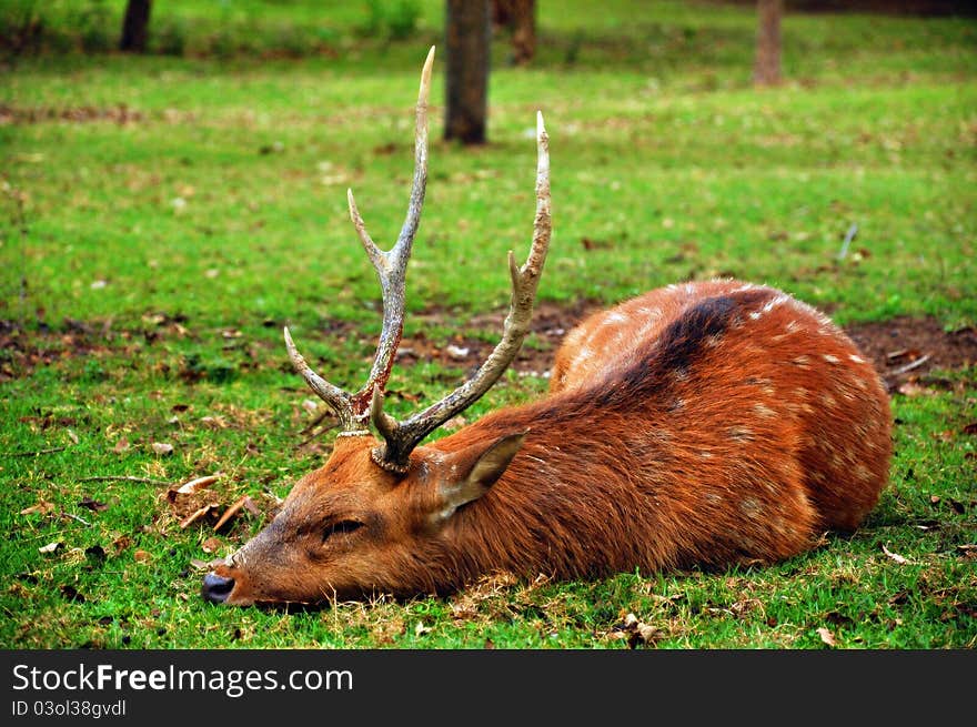 The sika deer inhabits temperate and subtropical woodlands, which often occupy areas suitable for farming and other human exploitation.