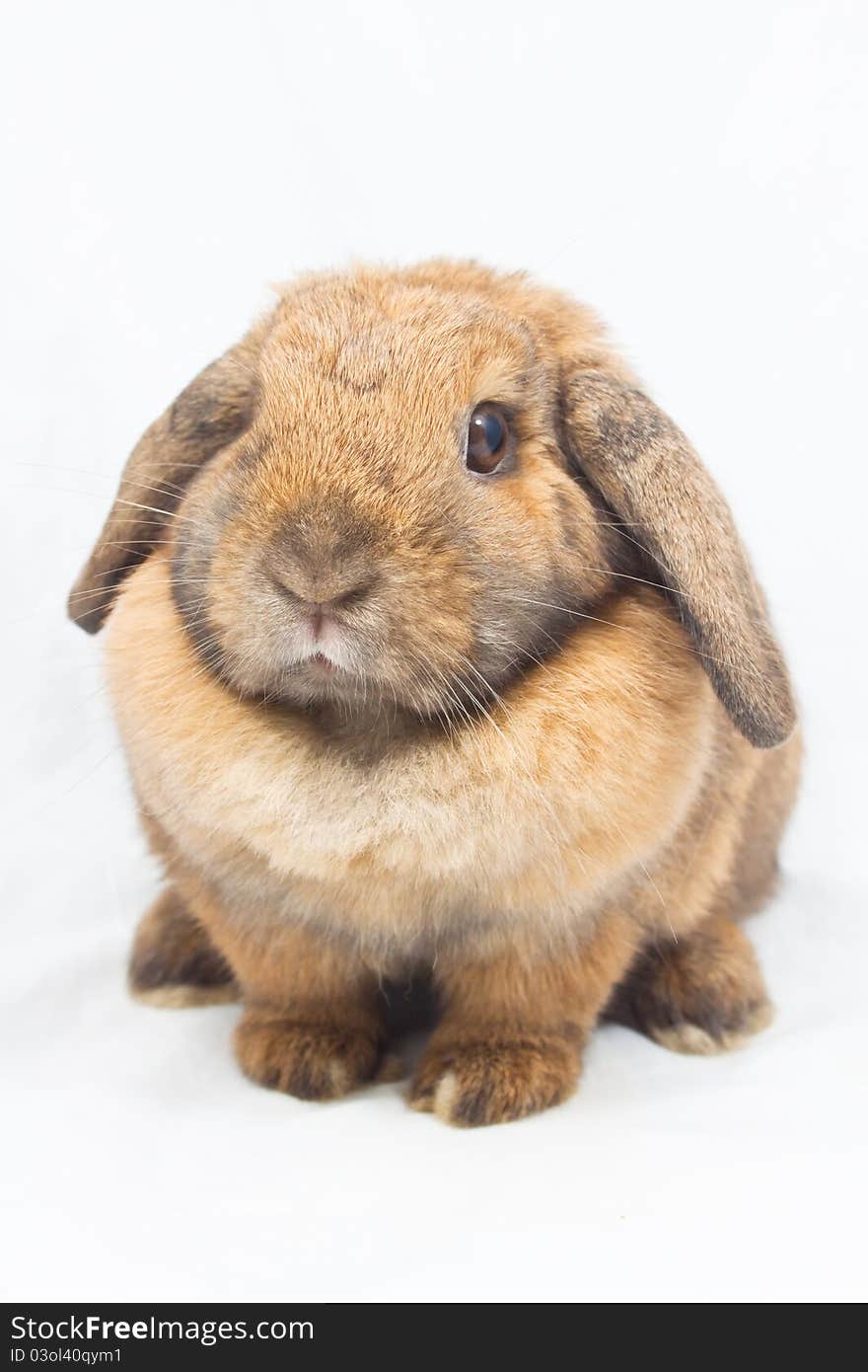 Brown rabbit on white background