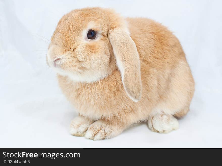 Brown rabbit on white background