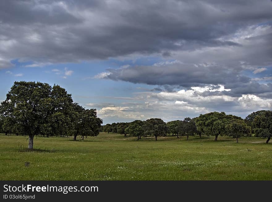 Oaks in pasture field of Extremadura, Spain. Oaks in pasture field of Extremadura, Spain.