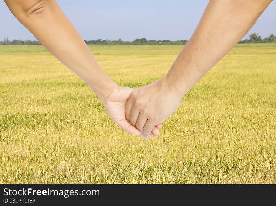 Successful farmers hold their hands and look at their rice field