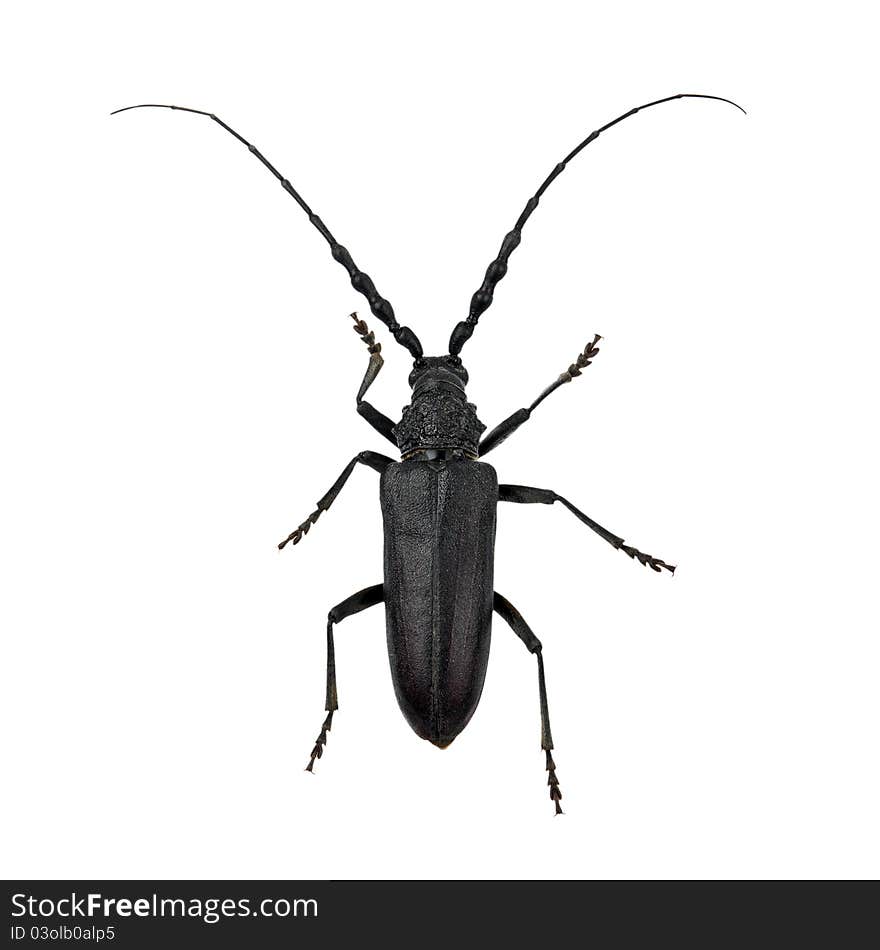 Callidium Antennatum Hesperum Casey or Blackhorned Pine Borer beetle isolated on white background.