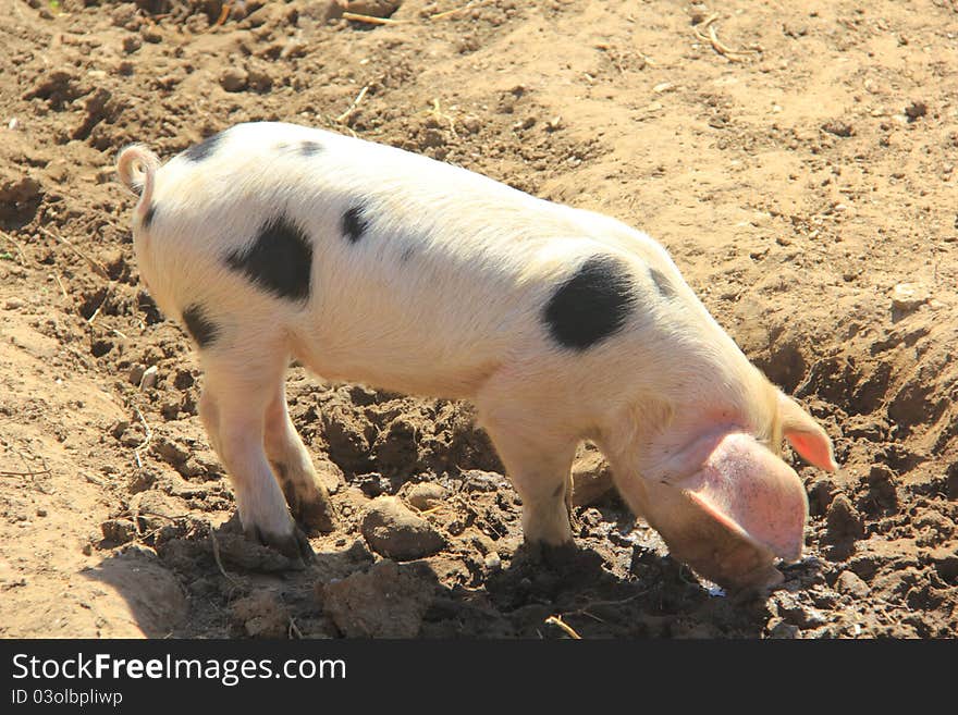 Piglet searching for food in the mud