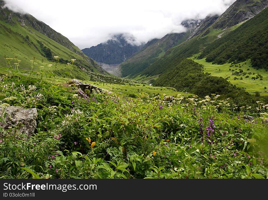 Scenic of Himalaya flower Valley