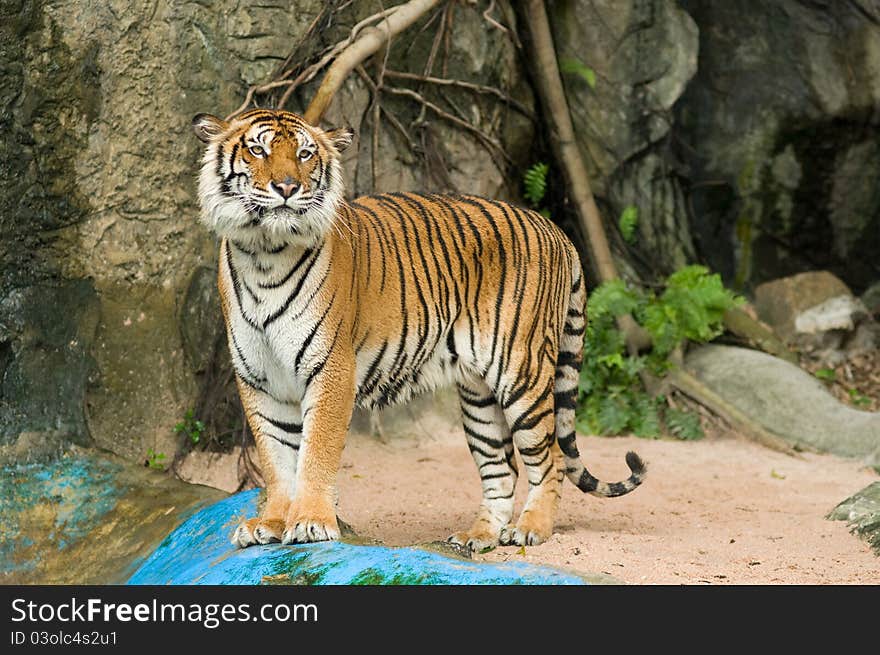 Tiger is looking at the photographer