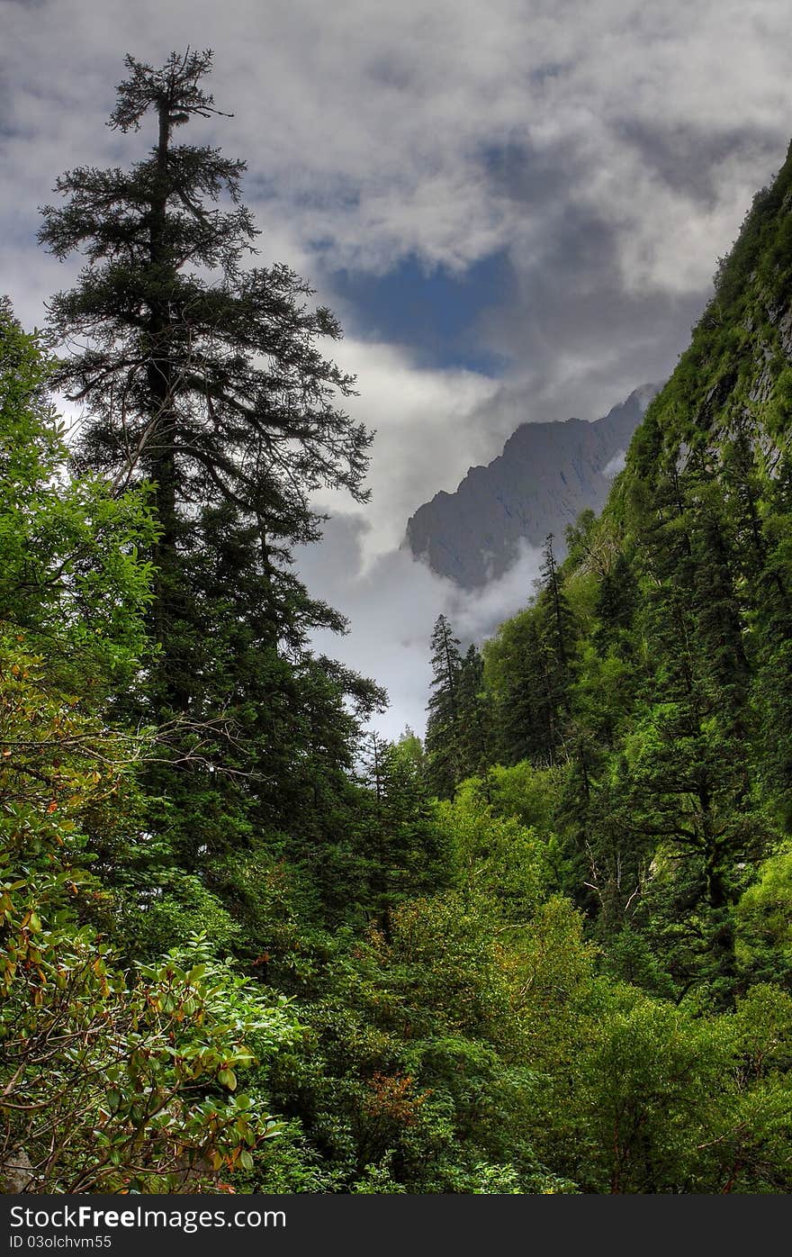 Scenic of Himalaya flower Valley, Inida