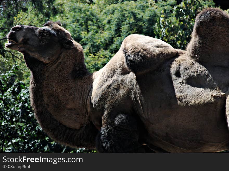 A Bactrian Camel (native to the steppes of central Asia) with a lopsided hump.