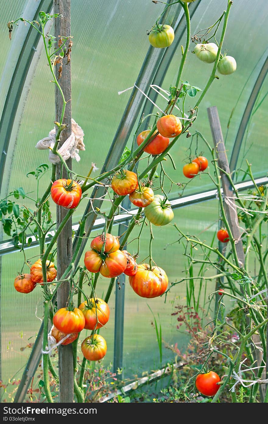 Tomatoes growing in a greenhouse. Tomatoes growing in a greenhouse