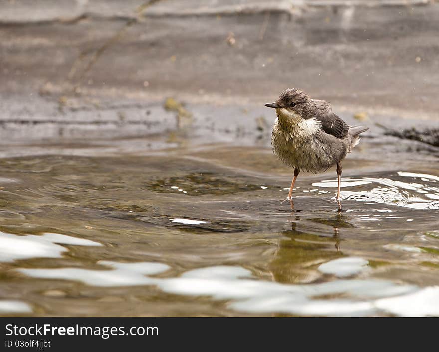 A wet White-throated Dipper