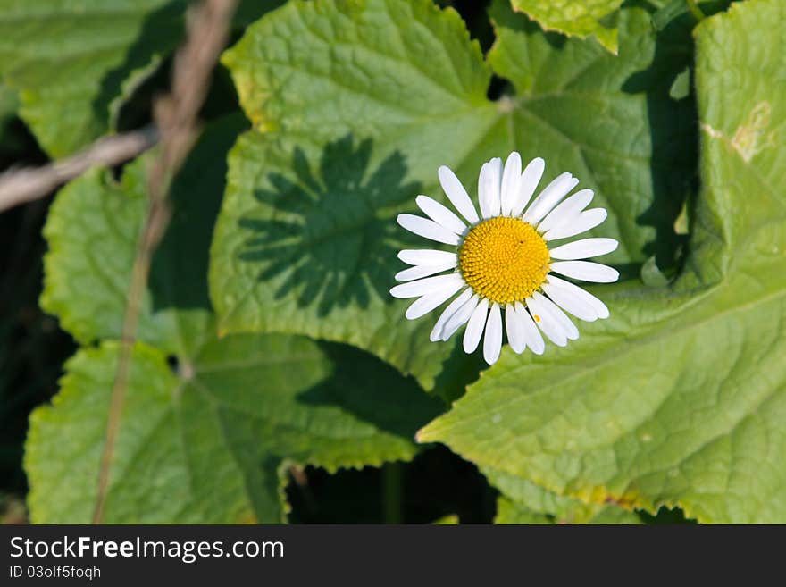 Daisy flower with an interesting shadow on a background of leaves