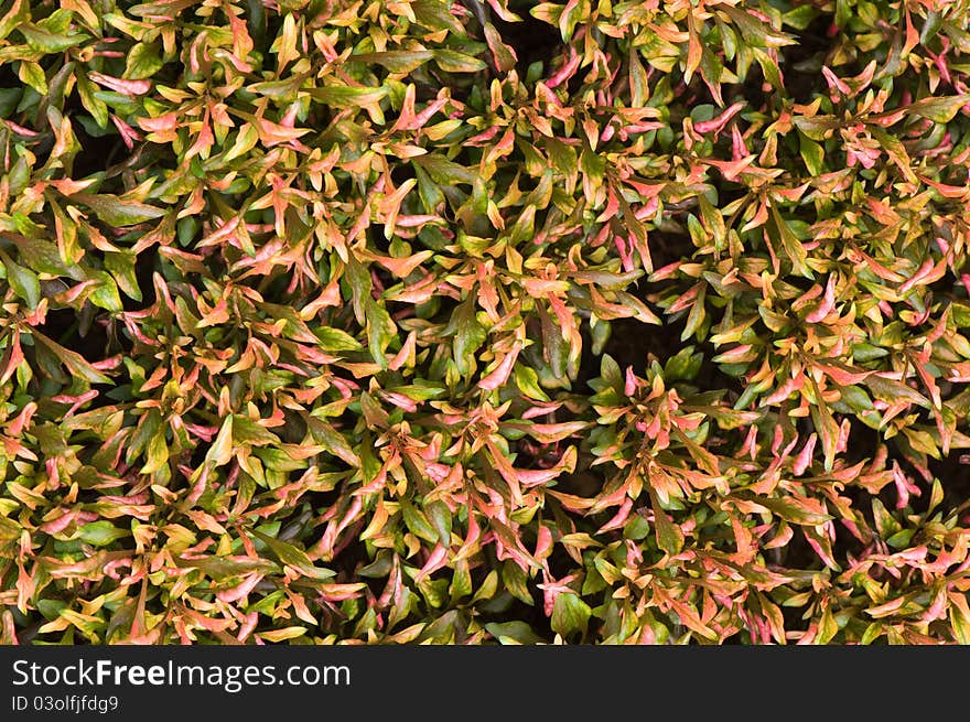 Red and green leaf of plant background