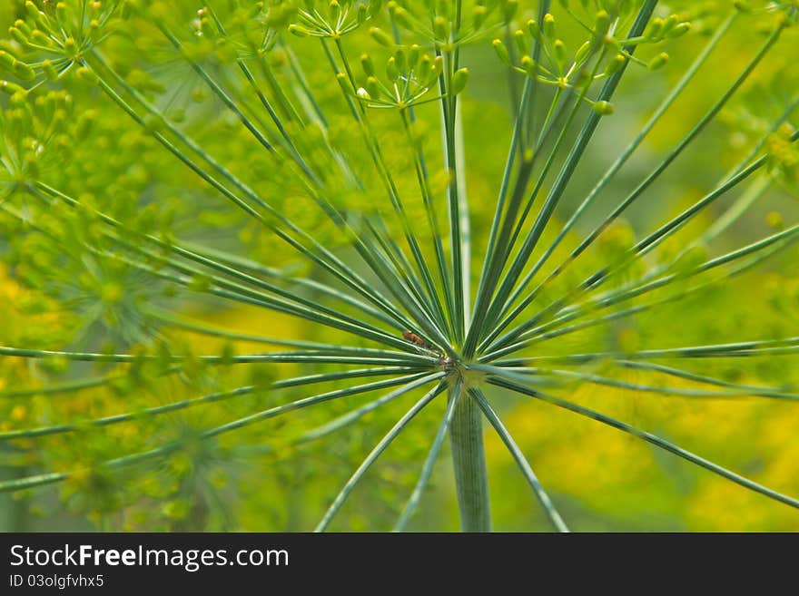 Dill inflorescence with a little bug hiding