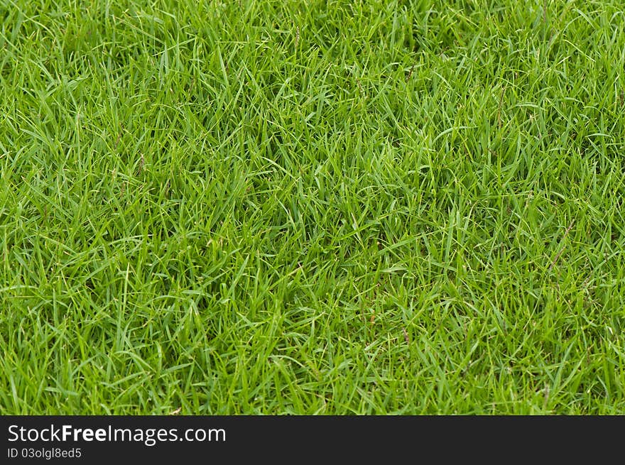 Green grass background close up