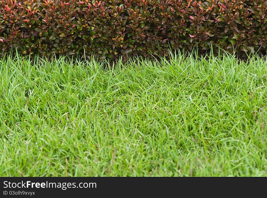 Green Grass And Red Plant