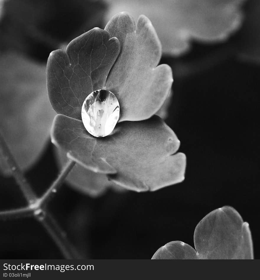 A drop of water