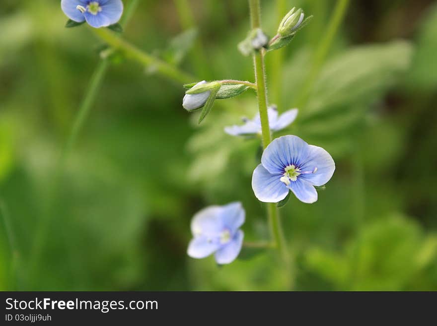 Blue flowers