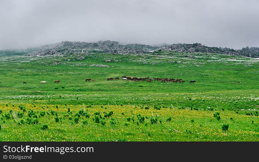 Summer landscape with horse, mountains and clouds. mountains of the northern Caucasus, Russia