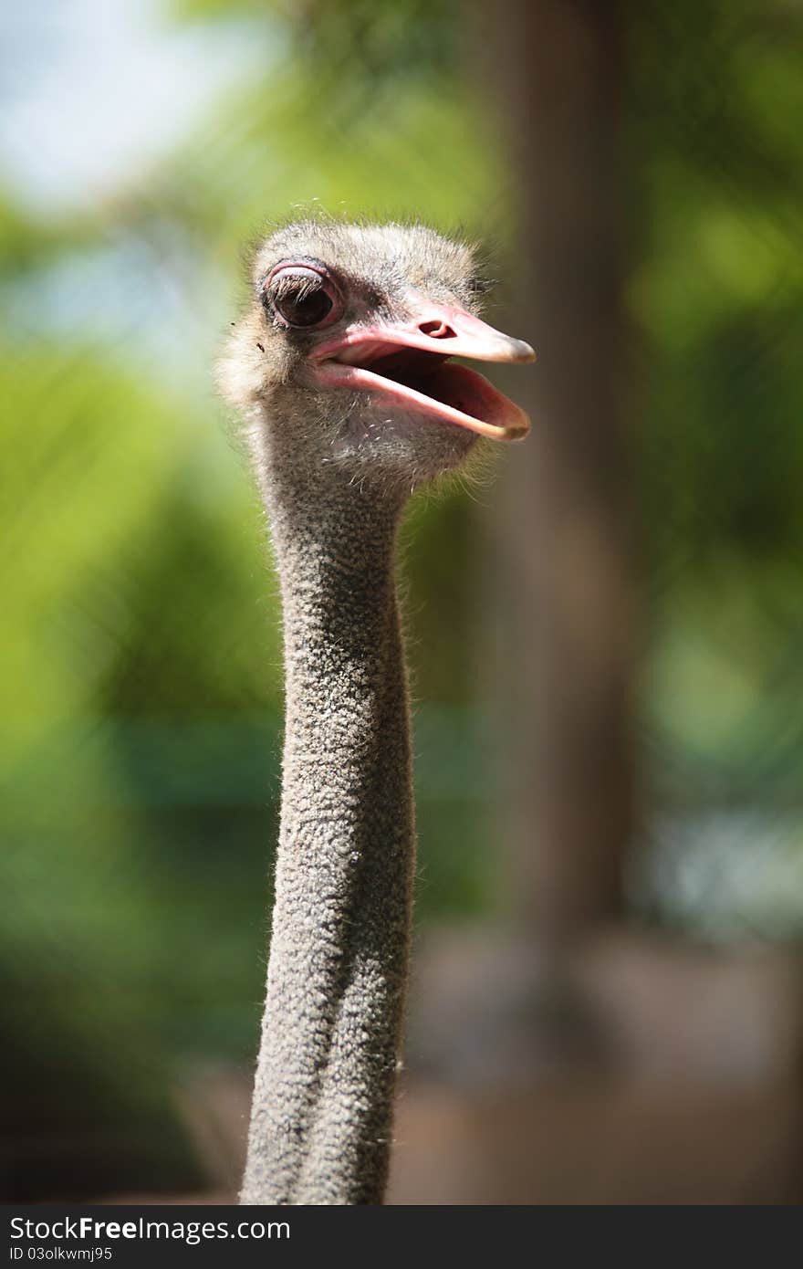 Portrait of an ostrich in park, on a green background.