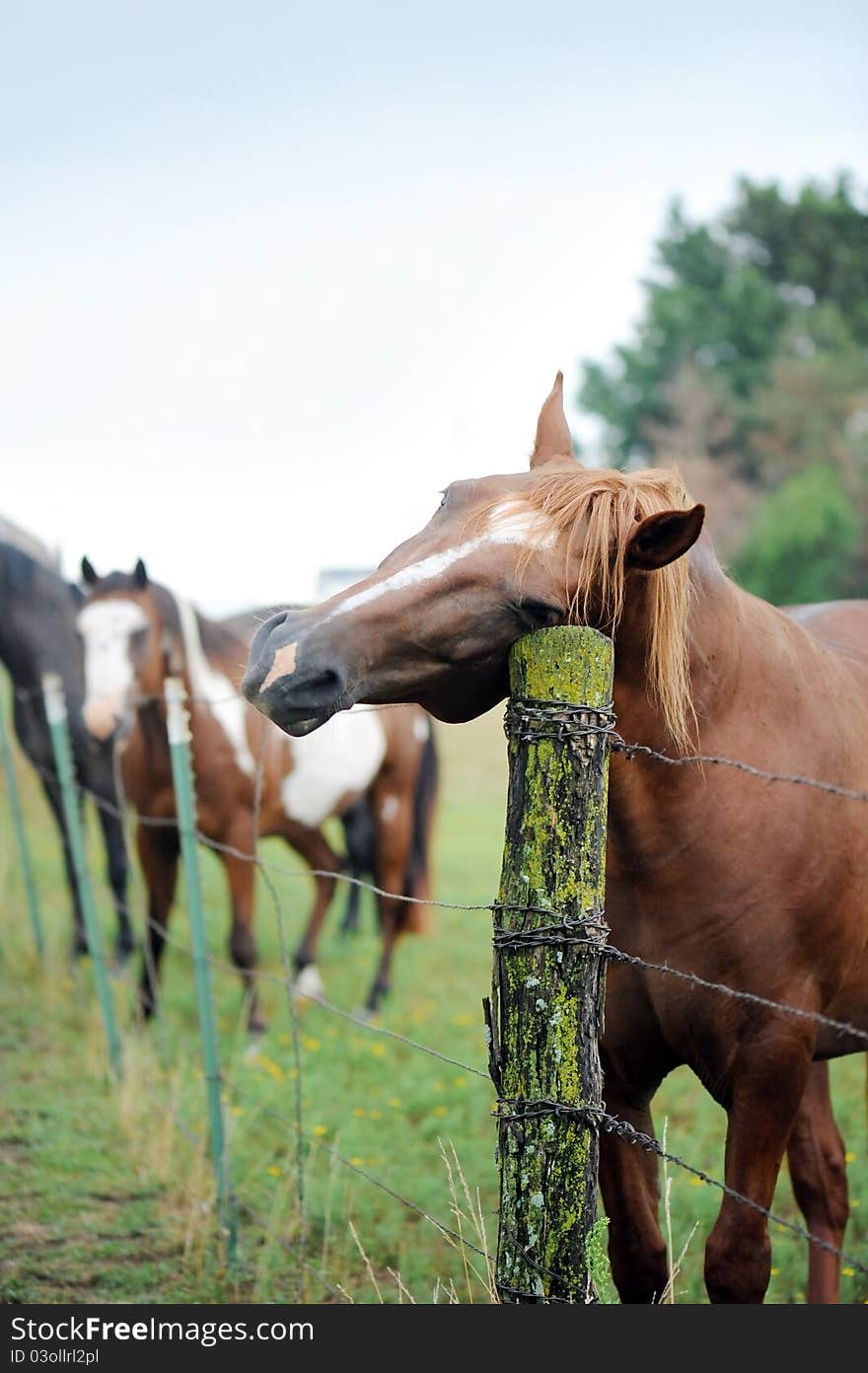 Happy horse leaning against a post. Happy horse leaning against a post.