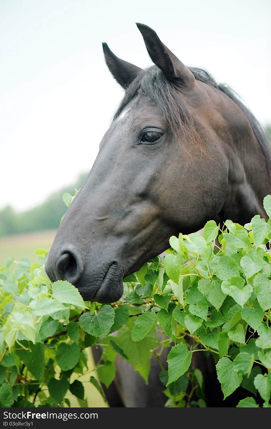 Horses