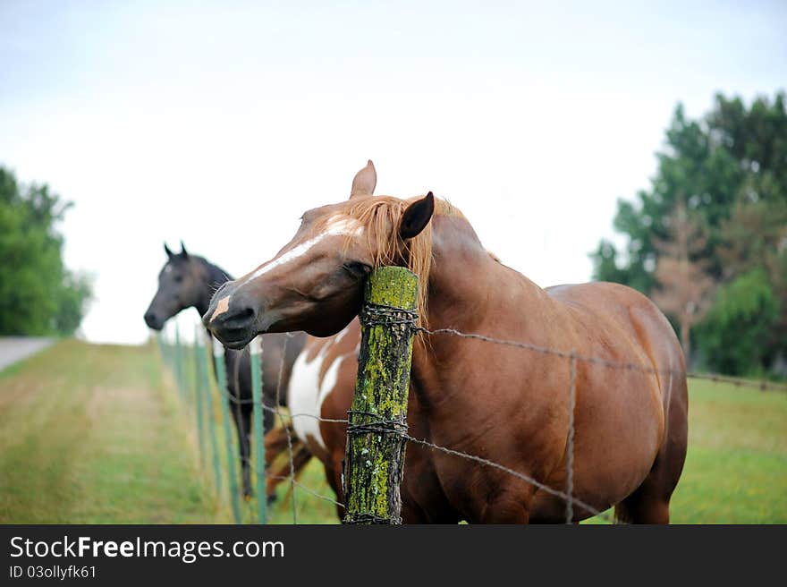 Happy horse leaning against a post. Happy horse leaning against a post.