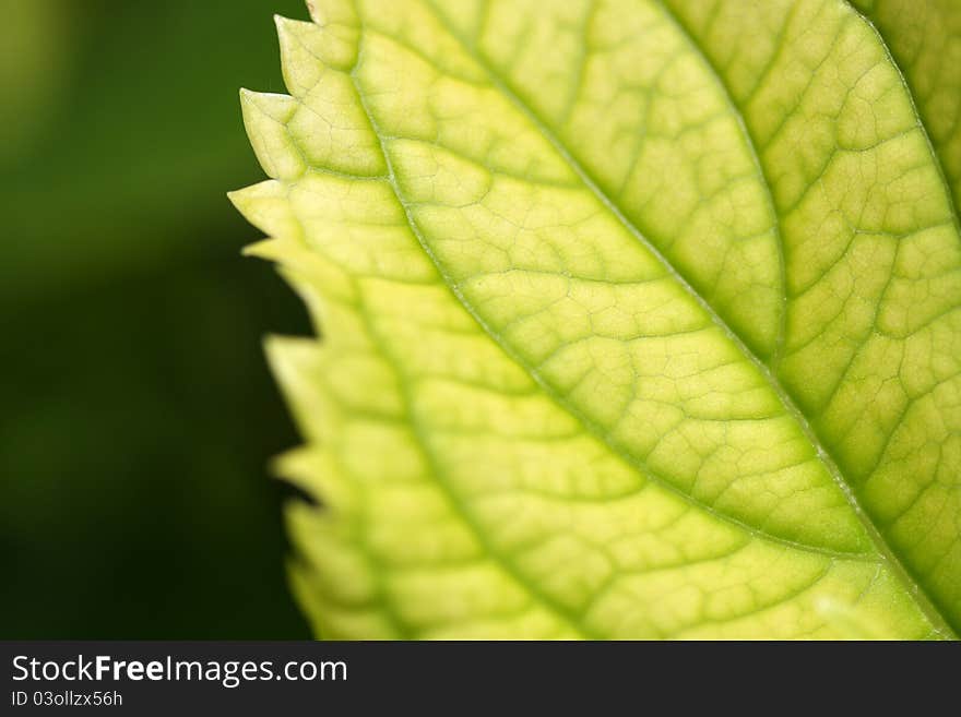 Part of leaf,close up. Part of leaf,close up