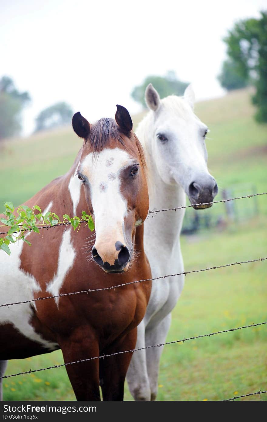 Happy horse leaning against a post. Happy horse leaning against a post.