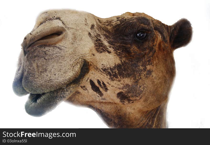 Camel face