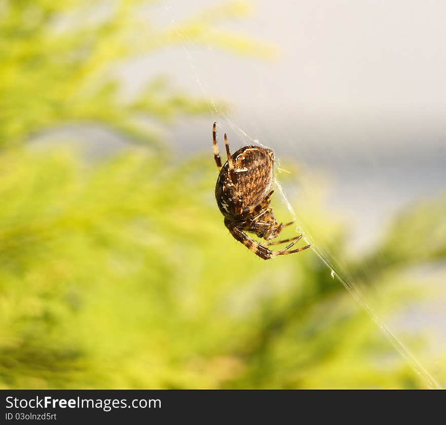 Macro image of an orb spider.