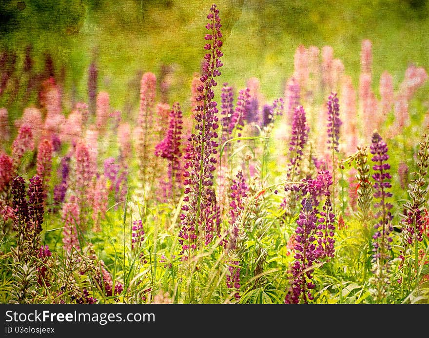 Abstract antique textured nature background of a field of beautiful Lupine flowers in the sunshine. Abstract antique textured nature background of a field of beautiful Lupine flowers in the sunshine.