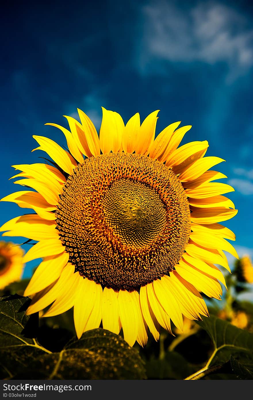 Beautiful backlit sunflower in the soft morning light with blue sky and white clouds. Beautiful backlit sunflower in the soft morning light with blue sky and white clouds