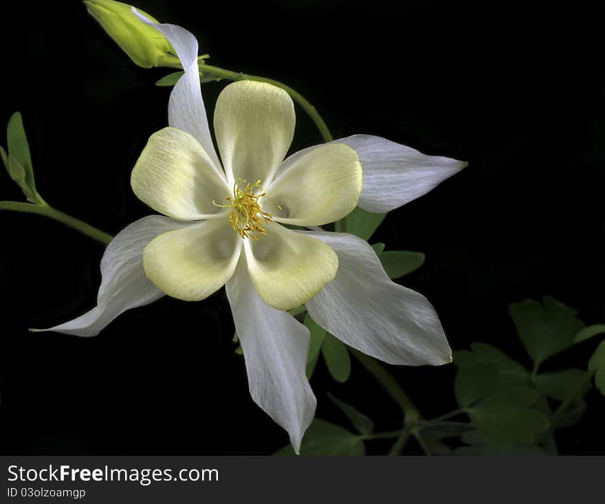 Columbine