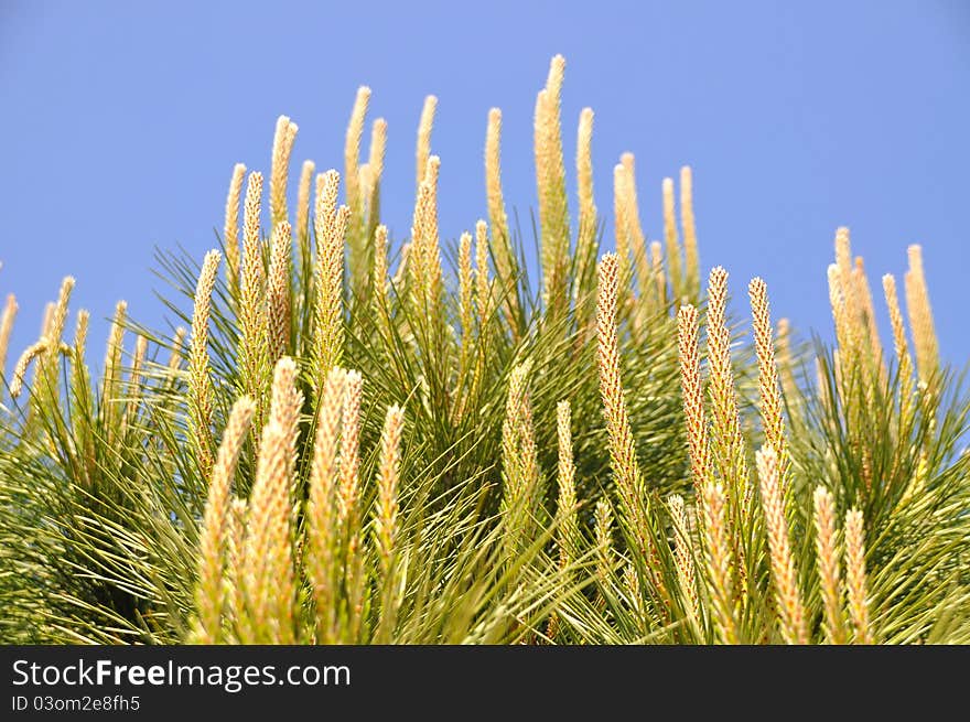 Beautiful needle leaf pine tree