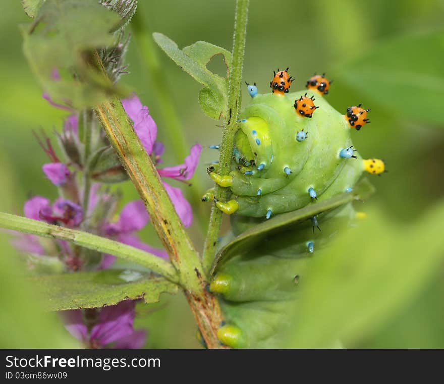 An incredible 4-inch long caterpillar next to purple loosestrife in Longmeadow, MA. An incredible 4-inch long caterpillar next to purple loosestrife in Longmeadow, MA.