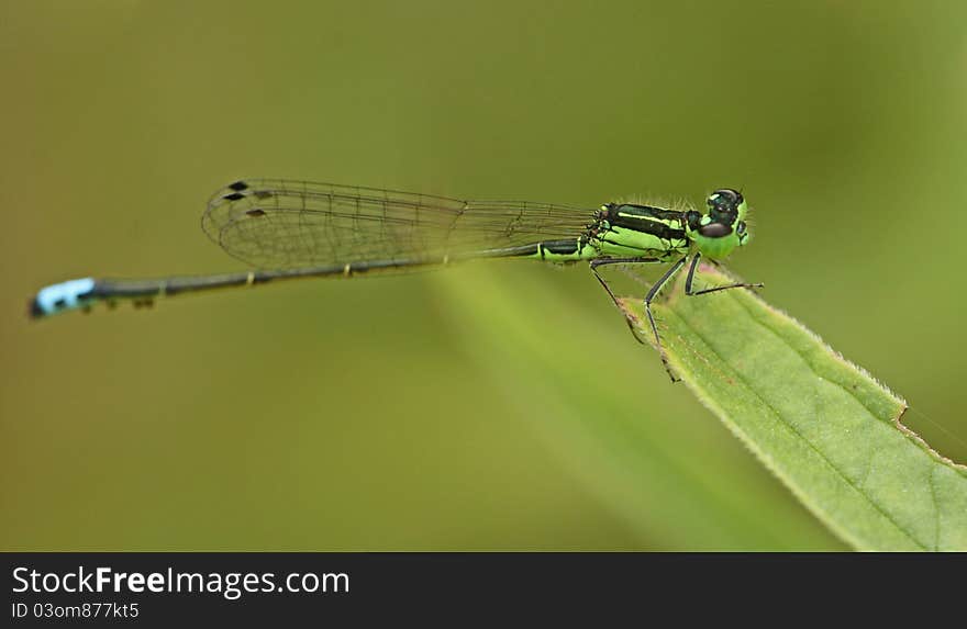 A pretty green and blue damselfly on a leaf. A pretty green and blue damselfly on a leaf.