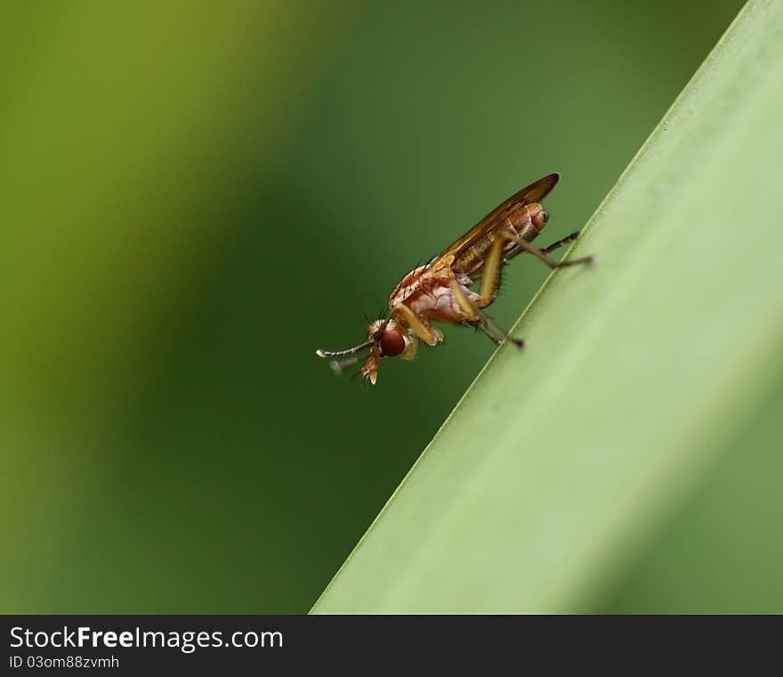 Fly cleaning its head