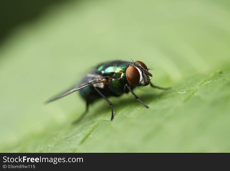 A small green bottle fly on a leaf.