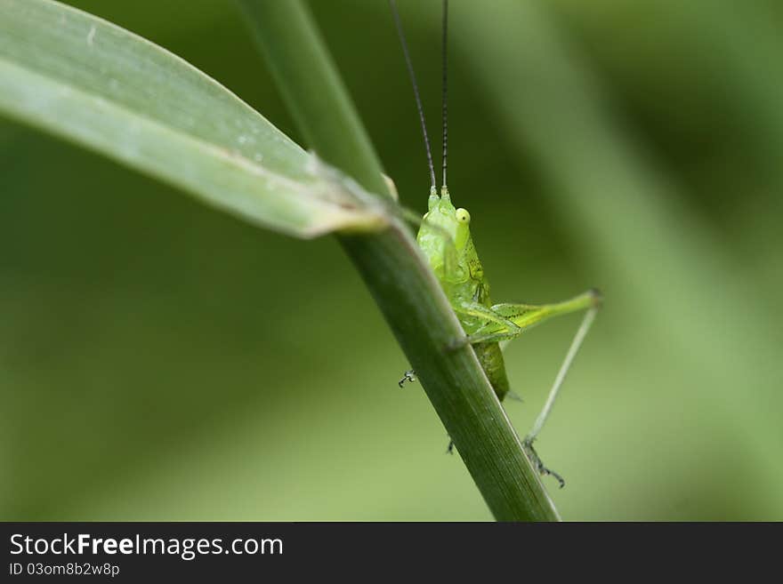 Katydid