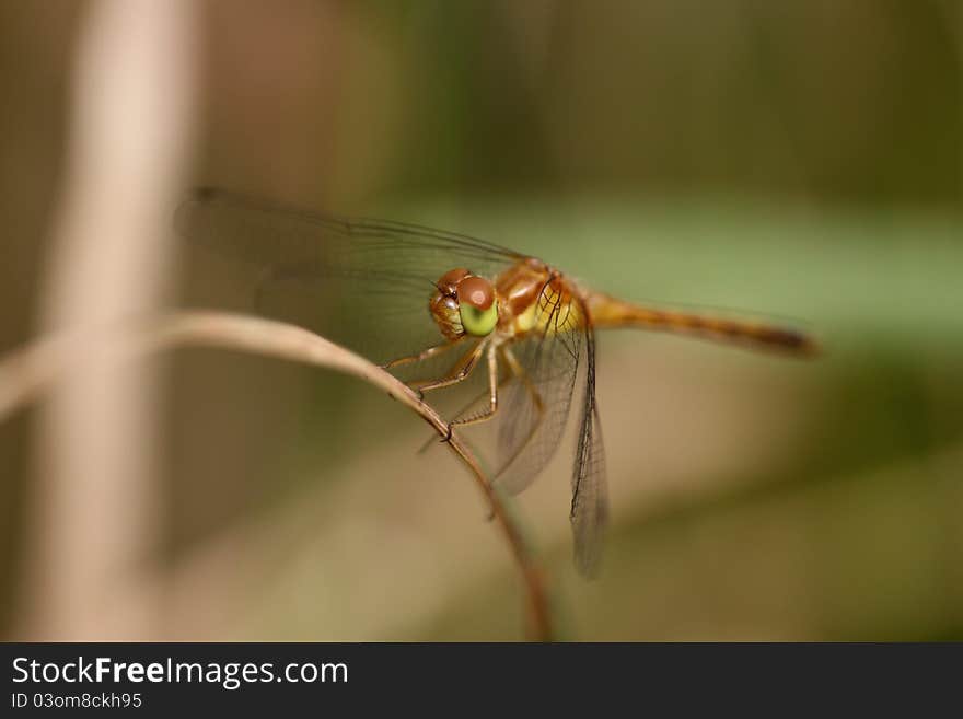 Dragonfly