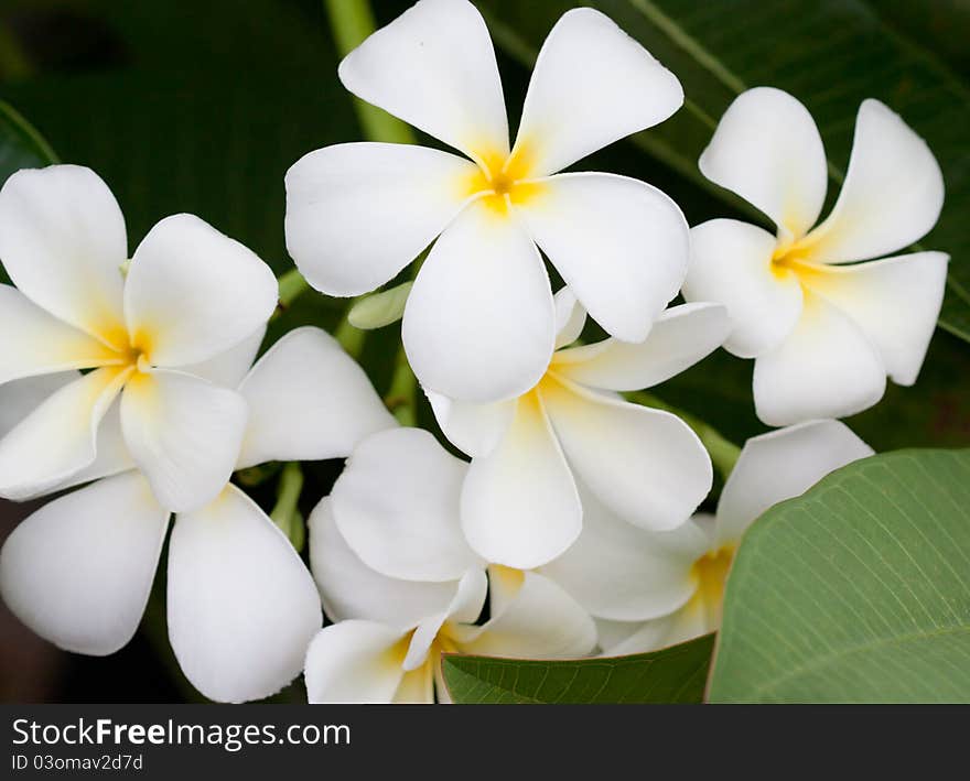 Plumeria flower